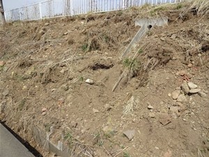 【 イノシシが餌を求めてバイパス法面を掘り崩した跡を発見 恐るべきパワー 】