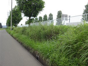 【 イノシシに荒らされた法面の現状 】