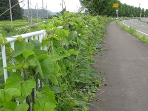 【 歩道までせり出したクズ 】