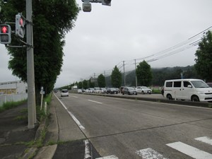 【 濃い緑の葉を茂らせるメタセコイヤ 】